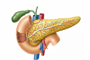 Funciones del pancreas