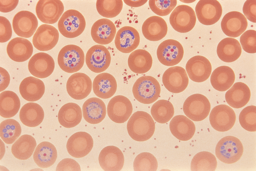 Mecanismos biológicos de la malaria