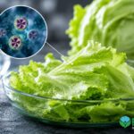Brotes de ciclosporiasis en Estados Unidos